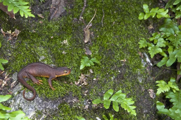 Rough-Skinned Newt (Taricha Granulosa) — Stock Photo, Image