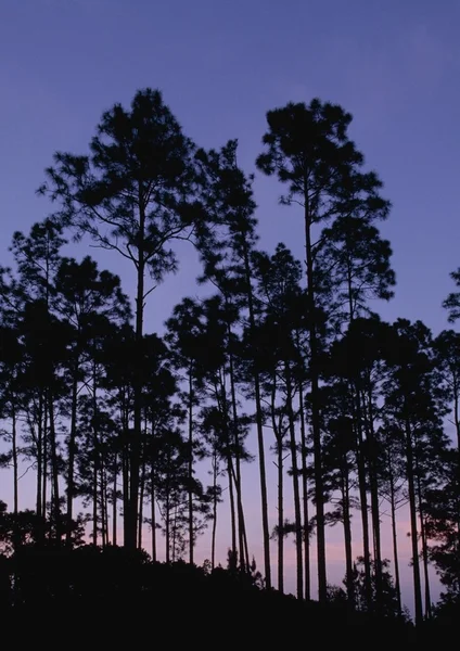 Cortar pinheiros no crepúsculo — Fotografia de Stock