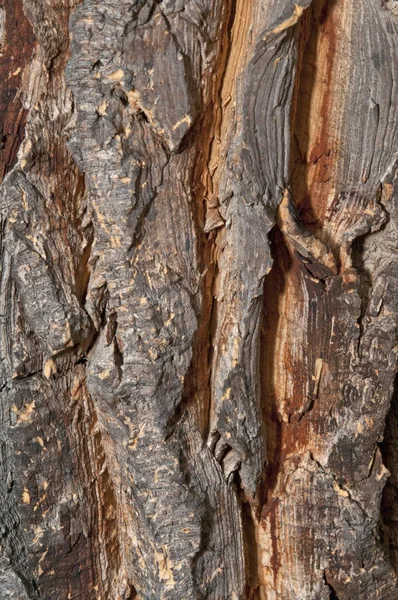 Corteza de una palmera ornamental plantada en el sur — Foto de Stock