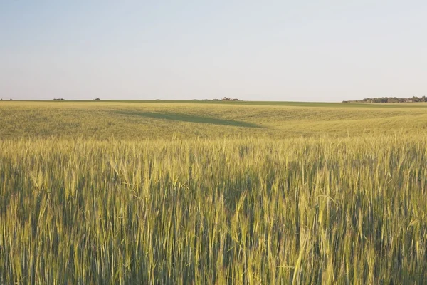 Campo de grano —  Fotos de Stock