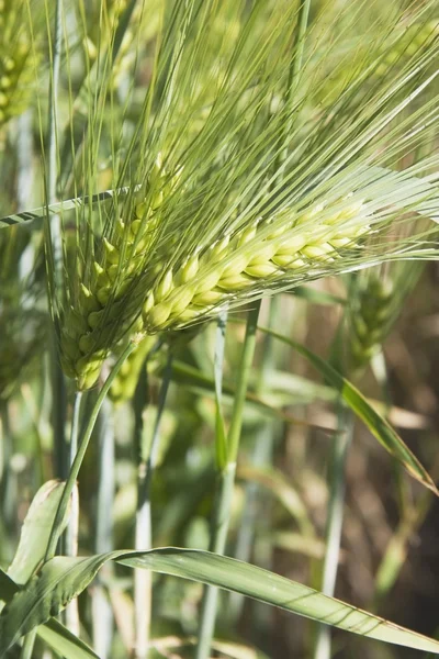 Zelená pšenice pole, centrální alberta, Kanada — Stock fotografie