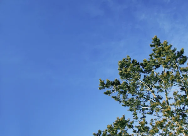 Albero superiore e cielo — Foto Stock