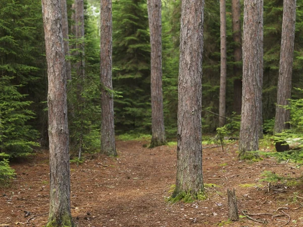 木の森 — ストック写真