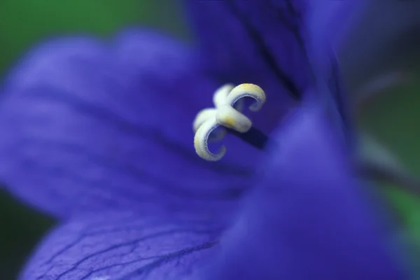 Virág közelkép — Stock Fotó