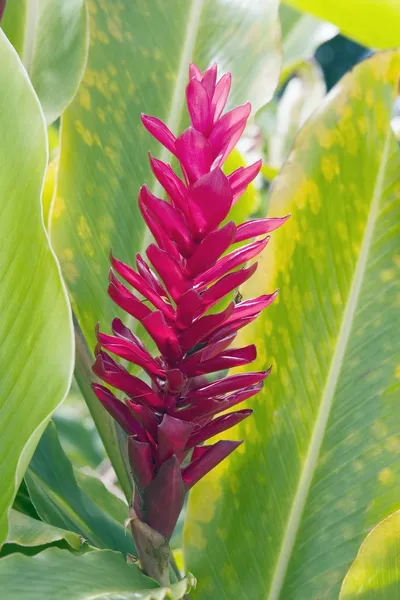 Tropikalny kwiat, maui, hawaii, Stany Zjednoczone Ameryki — Zdjęcie stockowe