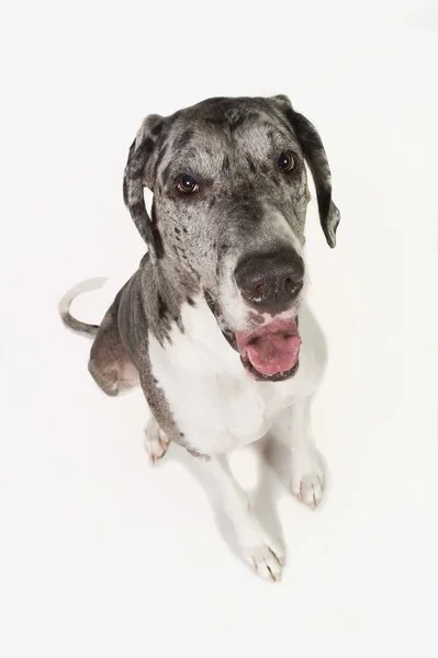 Great dane honden — Stockfoto