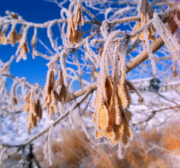 Heavy Frost On Leaves — Stock Photo, Image