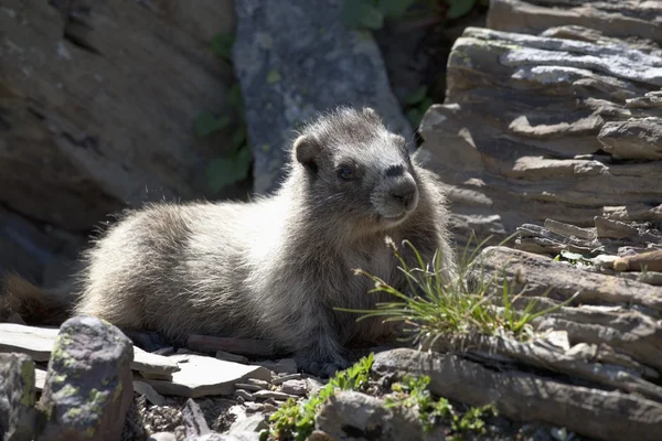 Baby Marmot On The Rocks. Waterton, Alberta, Canada — Stock Photo, Image