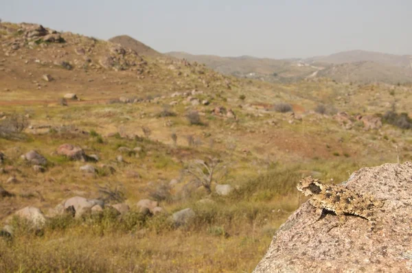 Lizard — Stock Photo, Image