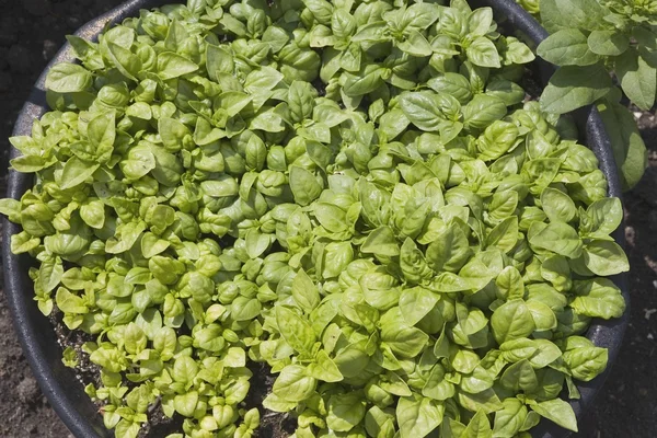 Basil Growing In The Garden — Stock Photo, Image