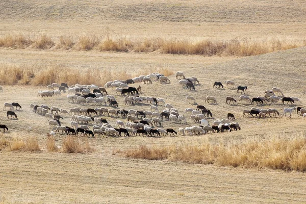 Rebanho de cabras e ovelhas em pastagem seca perto de Alhaurin De La Torre — Fotografia de Stock