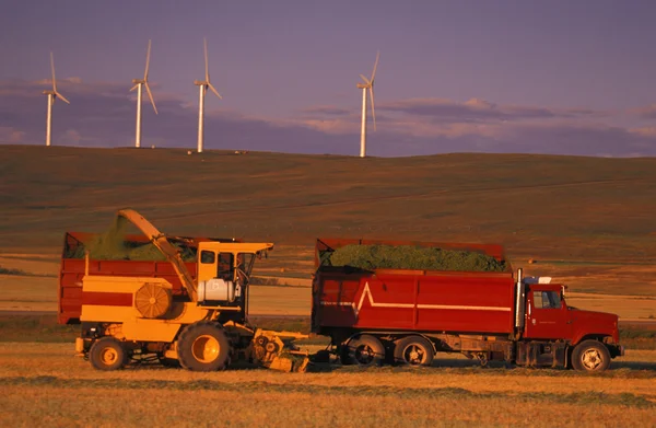 Combine And Truck Harvesting Crop — Stock Photo, Image