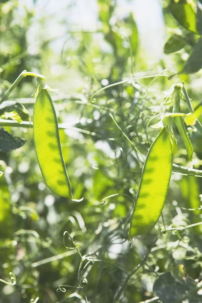 Vainas de guisantes verdes —  Fotos de Stock