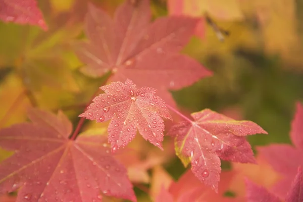 Nahaufnahme von roten Herbstblättern — Stockfoto