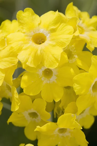 Yellow Primula Auricula Flowers — Stock Photo, Image