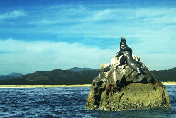 Sellos tomando el sol en la roca — Foto de Stock