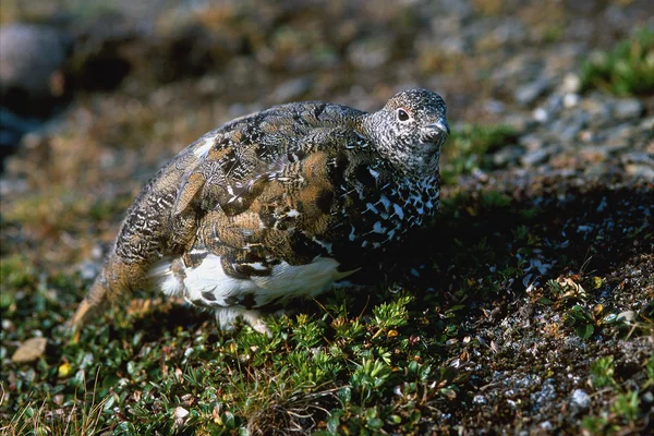 Träd täckt av snö — Stockfoto