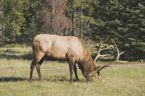 An Elk (Cervus Canadensis) In The Woods — Stock Photo, Image