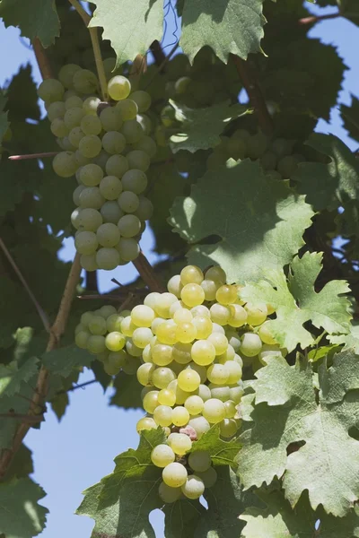 Vita druvor på vinstocken — Stockfoto