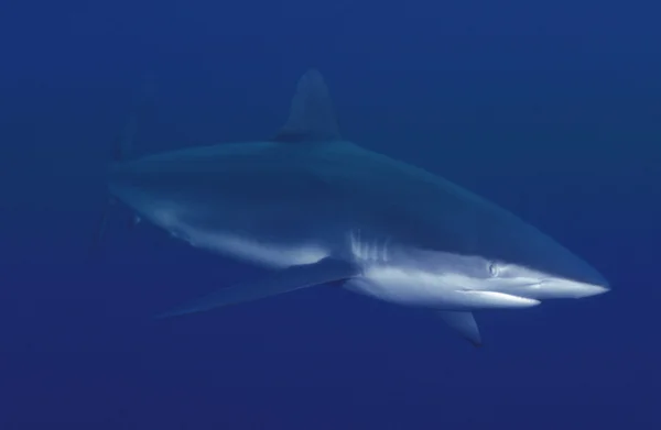 Haai in de diepten der zee — Stockfoto