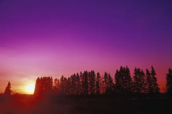 Coucher de soleil rural derrière la rangée d'arbres — Photo