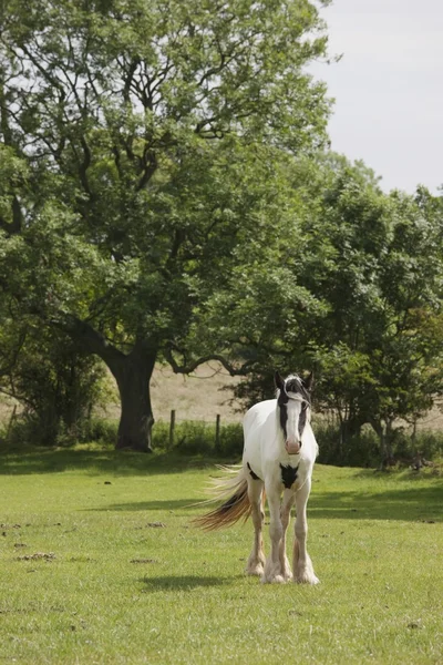 Clydesdale häst, northumberland, england — Stockfoto