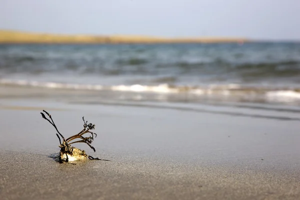 Seashore, Northumberland, England — Stock Photo, Image