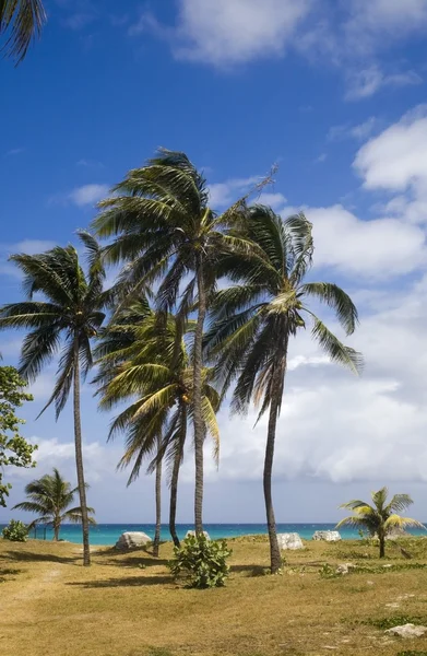 Varadero beach, varadero, Kuba — Stockfoto