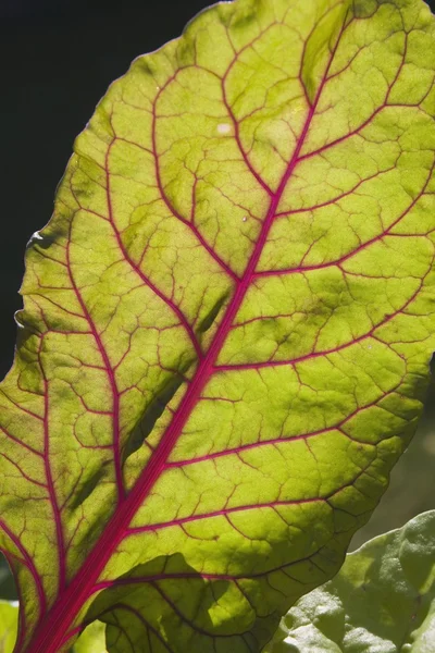 Chard Leaf In The Garden — Stock Photo, Image