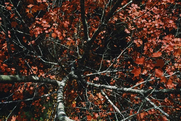 Árbol de arce con color de otoño, Carolina del Norte, EE.UU. — Foto de Stock