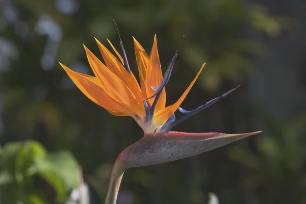 Pássaro do Paraíso Flor (Strelitzia), Sul de Kauai, Havaí, EUA — Fotografia de Stock