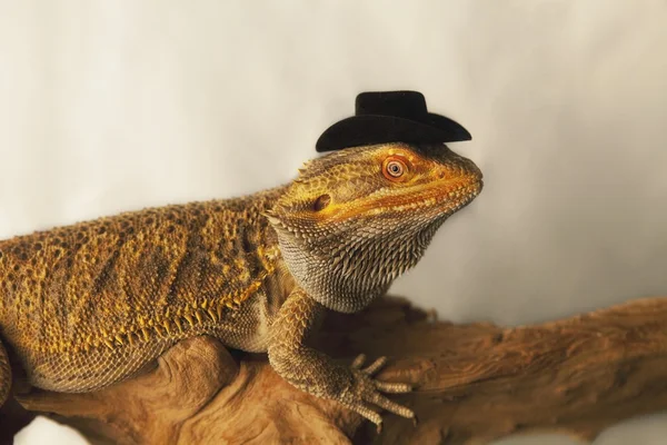 戴着一顶牛仔帽的蜥蜴 — 图库照片