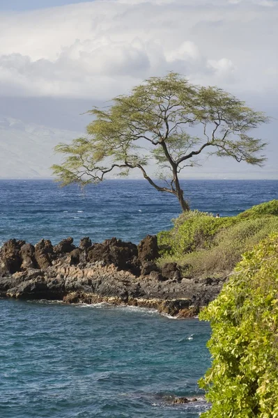 海岸のツリー — ストック写真