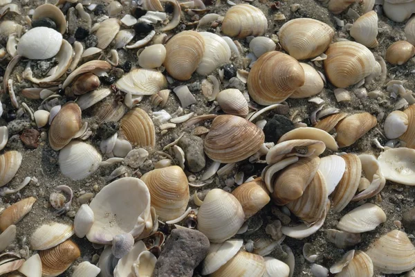 Seashells Clustered On Beach, Baja, México — Fotografia de Stock