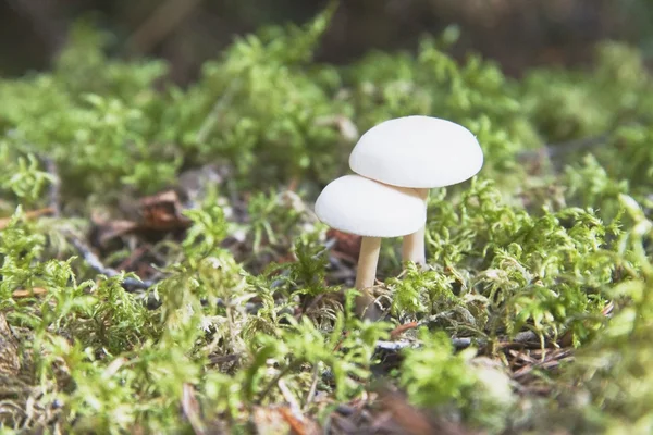 Paddenstoelen — Stockfoto