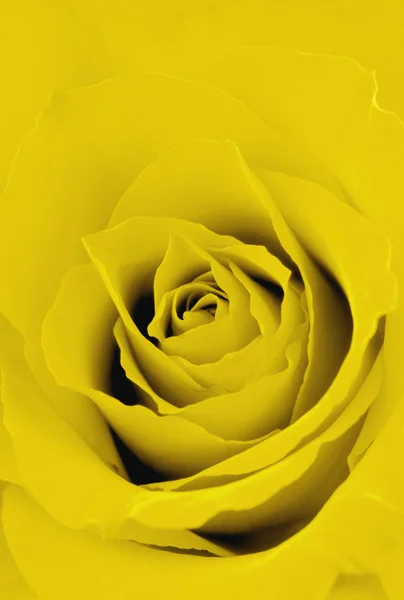 Rose jaune — Photo