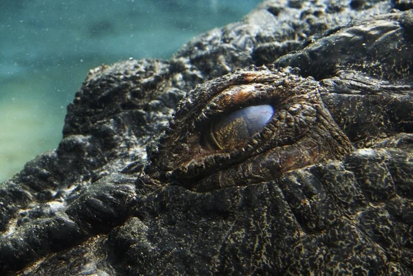 Salzwasserkrokodil (Crocodylus porosus)) — Stockfoto