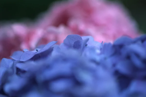 Closeup Of Pink And Purple Hydrangea — Stock Photo, Image