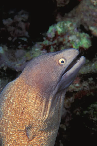 Primo piano della testa di anguilla — Foto Stock