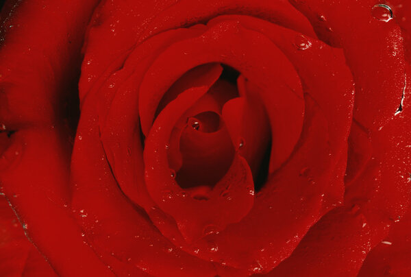 Red Rose Texture