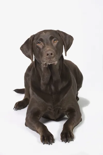 Chocolate Labrador Retriever Dog — Stock Photo, Image