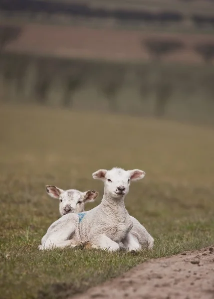 Two Lambs Laying On The Grass — Stock Photo, Image