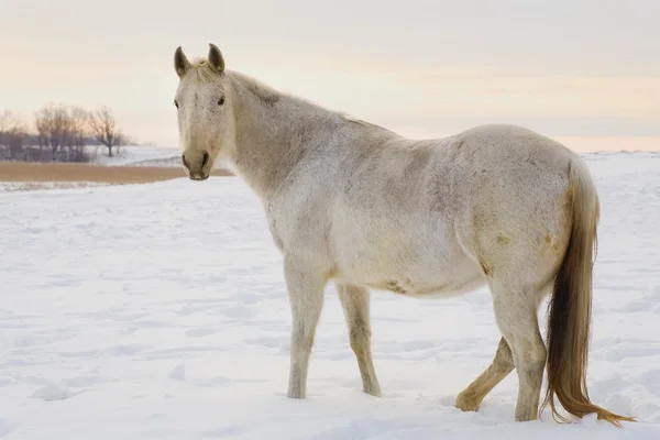 Kůň ve sněhu — Stock fotografie