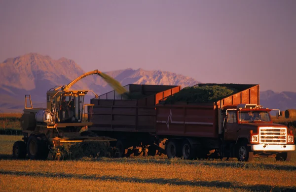 Combine And Truck Harvesting Crop — Stock Photo, Image