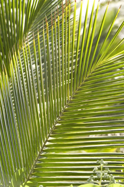Hoja de palma, Maui, Hawaii, EE.UU. —  Fotos de Stock