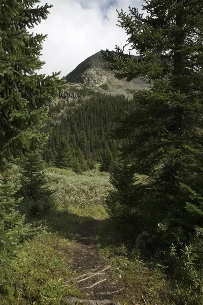 Forest Landscape — Stock Photo, Image