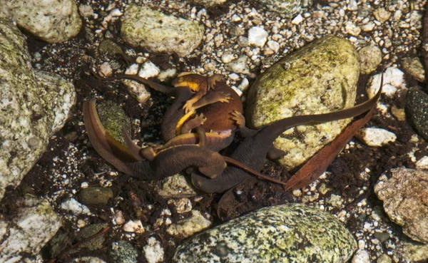 Bola de reprodução de costa gama Newts em um fluxo — Fotografia de Stock