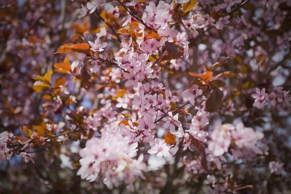 Růžový Třešňové květy — Stock fotografie