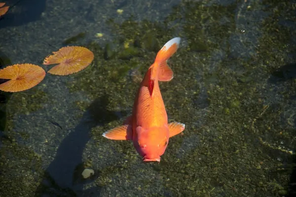 Fish. Maui, Hawaii, Usa — Stock Photo, Image