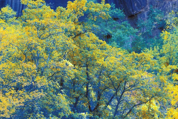 鮮やかな autumntrees — ストック写真